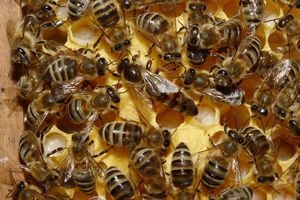 Створення нової бджолиної родини або зміна матки