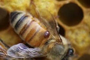 Prevention and treatment of varroa mites in hives from polyurethane foam
